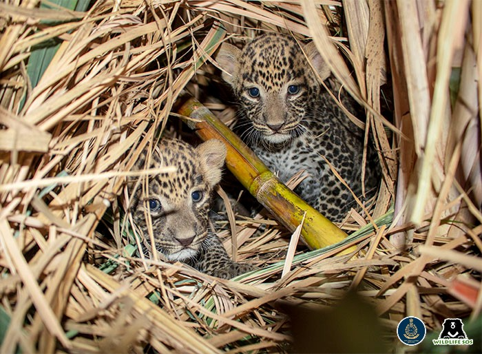 A Rare Scene To Behold When Baby Lion And Tiger Cub Are Found