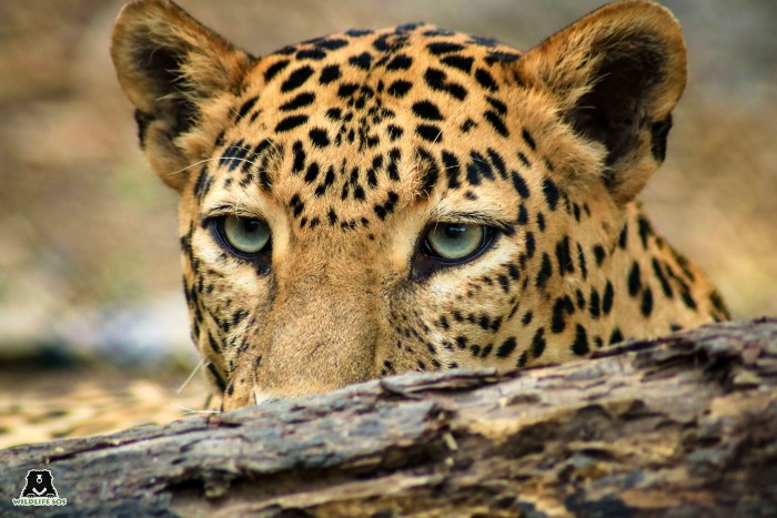 In Memoriam – Lali, The Leopard With The Striking Red Eyes - Wildlife SOS