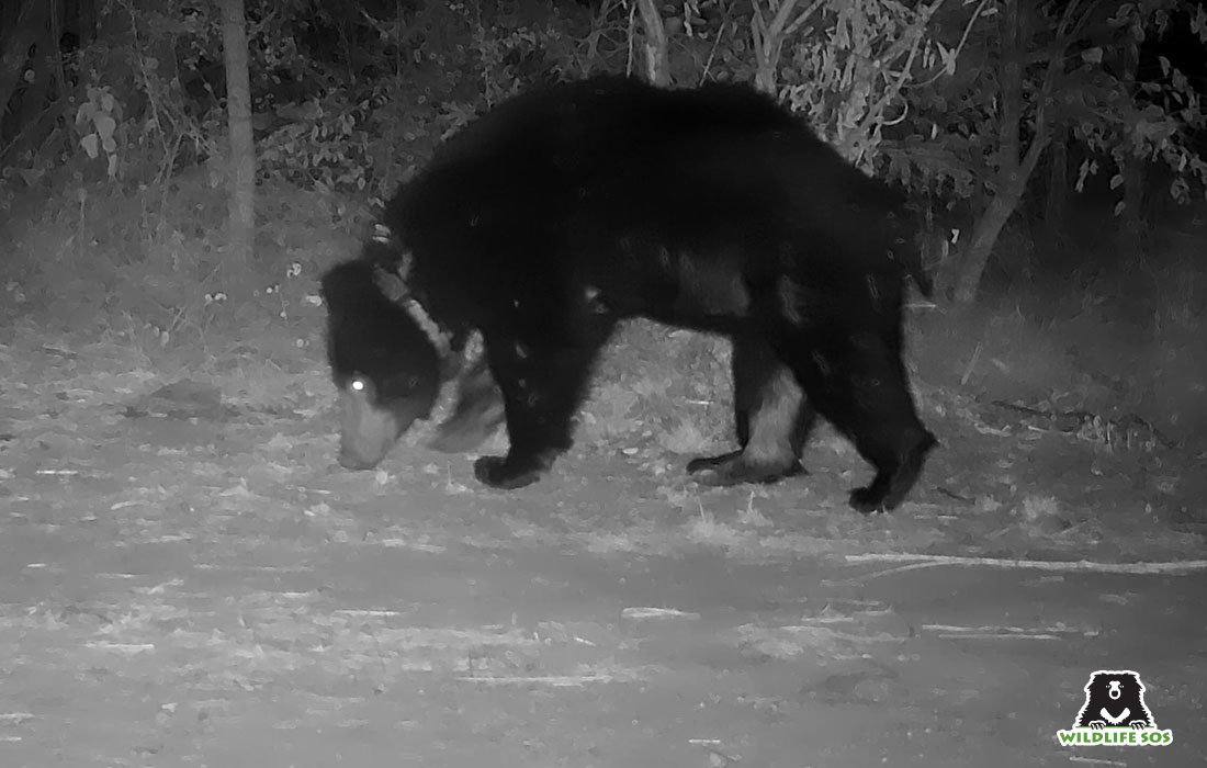 Radio-collared wild sloth bear. [Photo (c) Wildlife SOS]