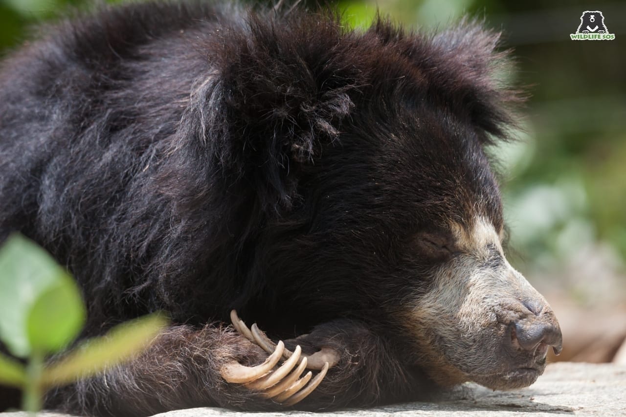 The Unique Claws Of Sloth Bears Wildlife Sos