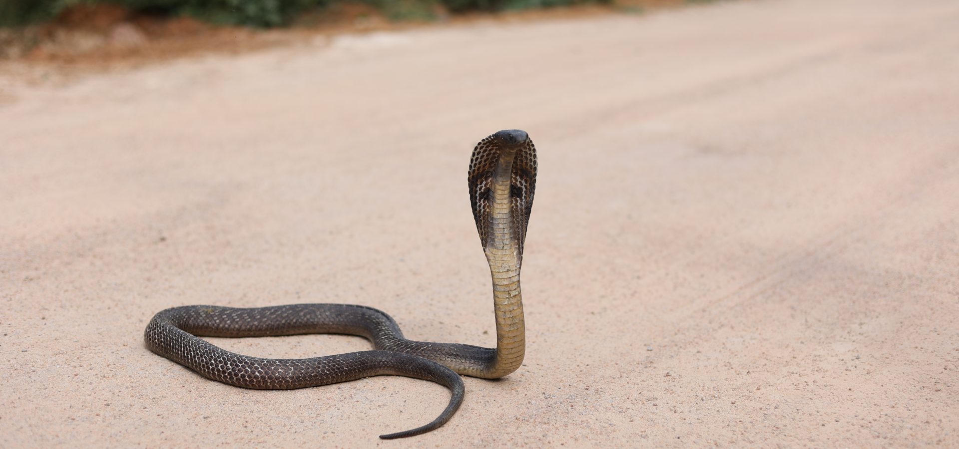 GIANT SNAKE FOUND IN THE RED SEA 