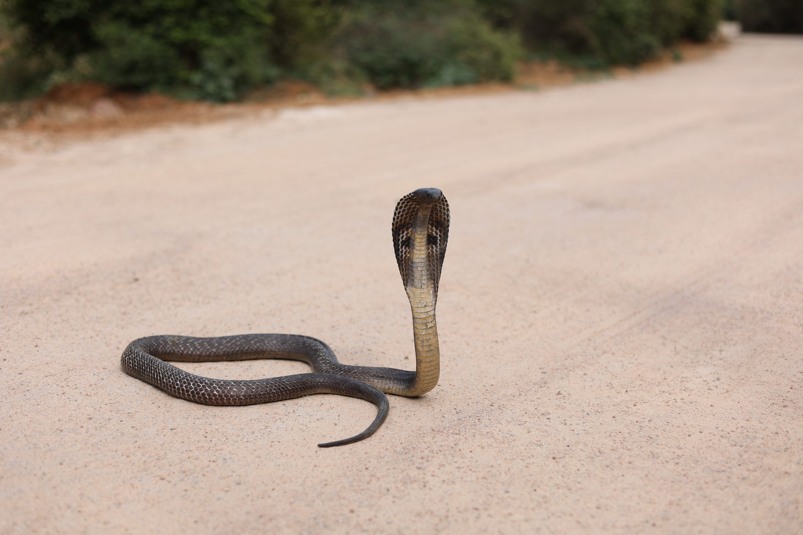 Эволюция змеи. Snake with Legs.