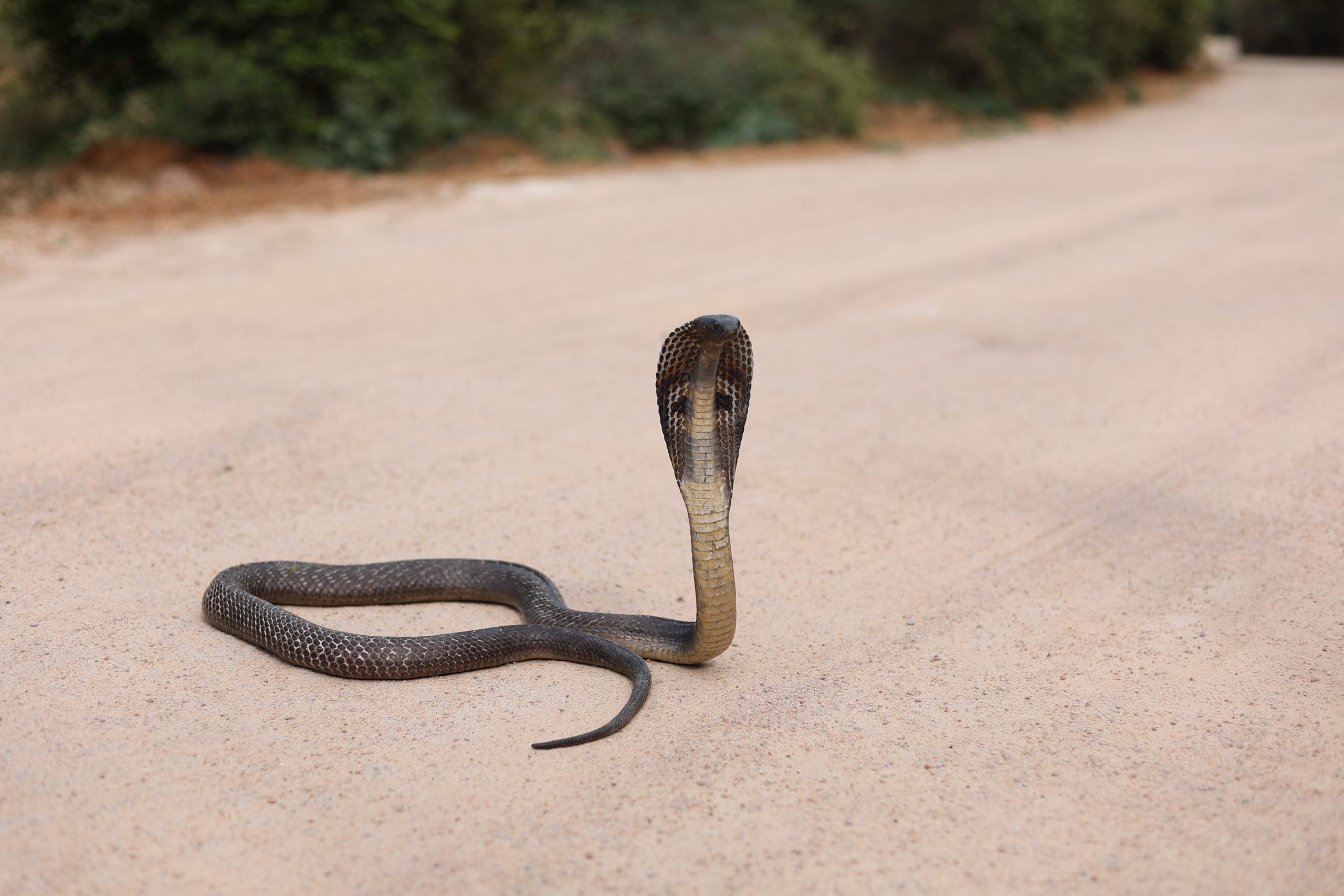 New species of cobra-like snake discovered – but it may already be extinct