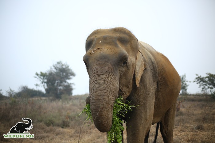 Exploring The Exquisite Diet Of Asian Elephants In The Wild - Wildlife SOS