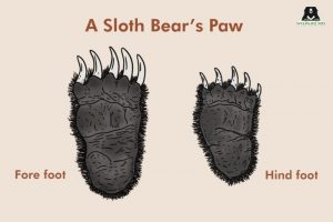 The Unique Claws of Sloth Bears - Wildlife SOS