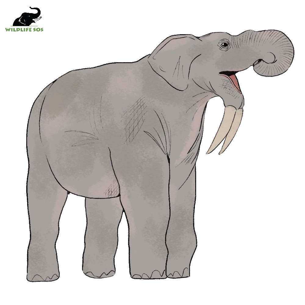 The Deinotherium was an extinct mammal that lived during the Miocene era  and is related to