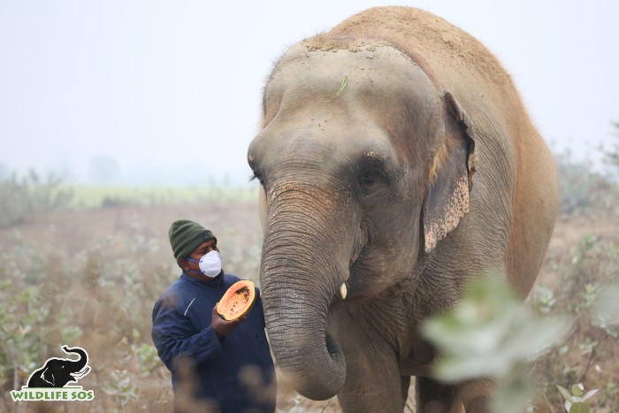 Exploring The Exquisite Diet Of Asian Elephants In The Wild - Wildlife SOS