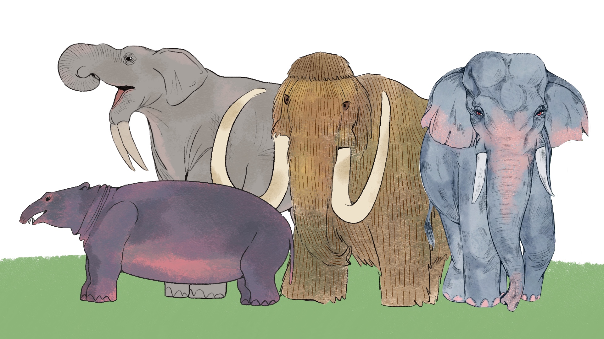 4 Ways to Draw an Elephant - wikiHow