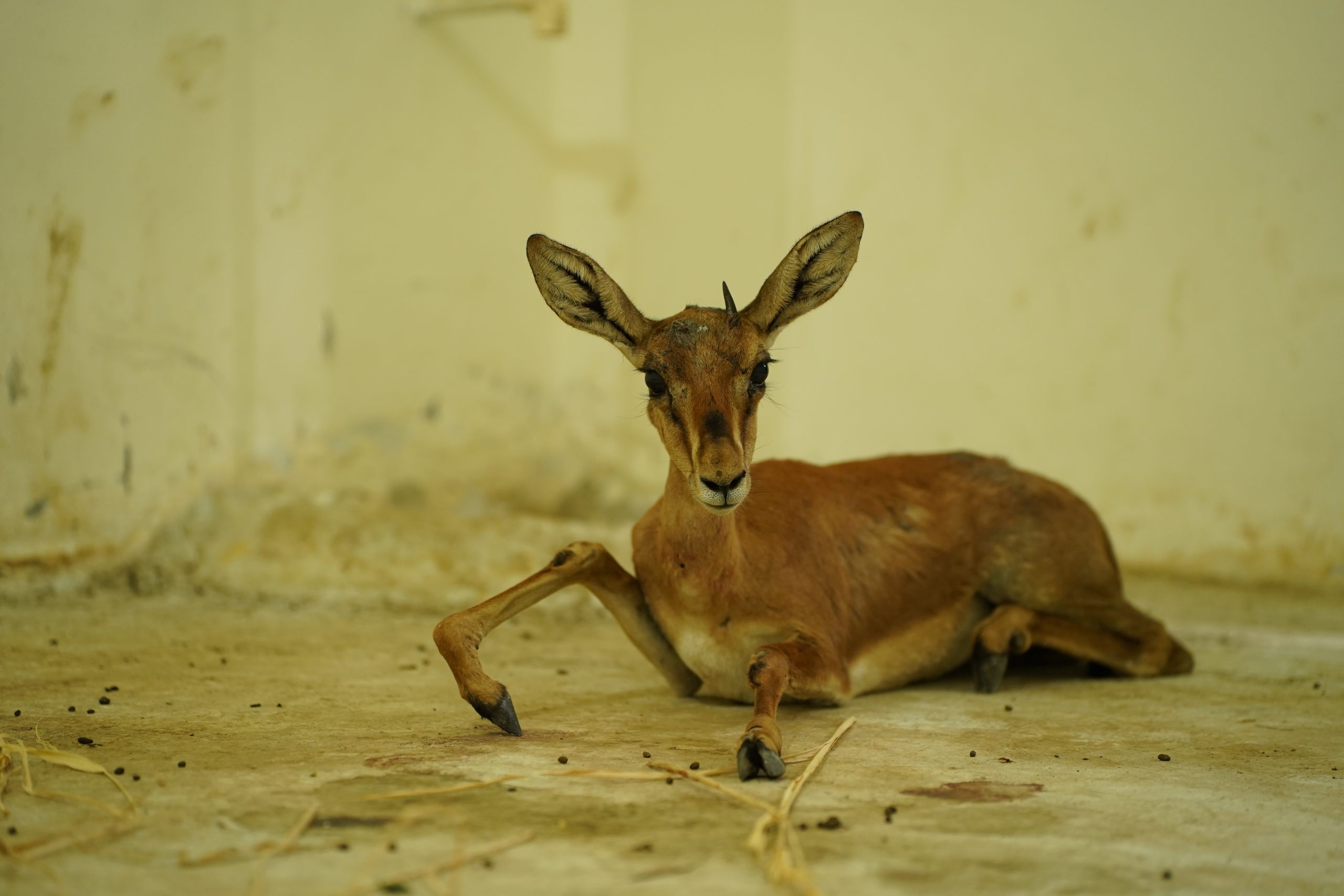 rescue-and-release-of-injured-animals