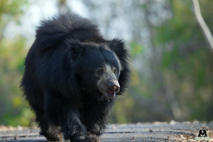 Sloth Bears Or Giant Pandas: Which Is The Most Unique Bear? - Wildlife SOS