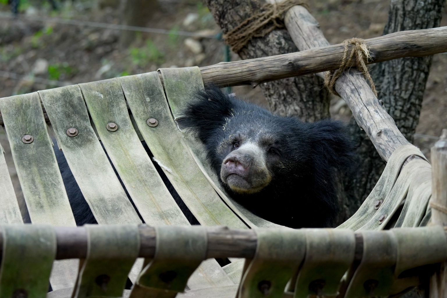 Why We Need World Sloth Bear Day - Wildlife SOS