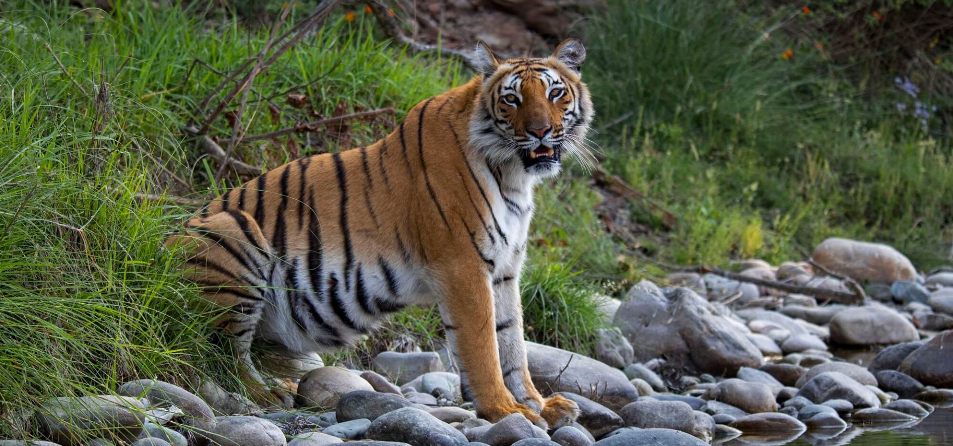 What is the habitat deals of tiger