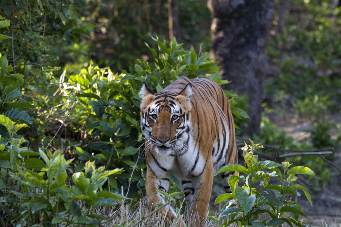 THREATS TO TIGERS IN INDIA