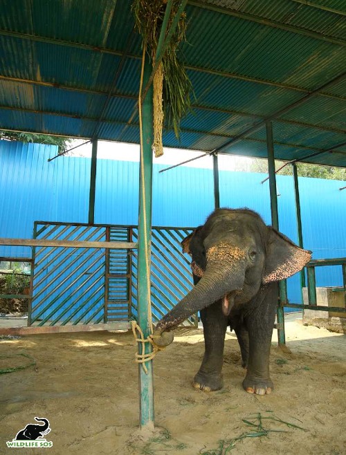 One of her favourite enrichment activities includes opening knots. [Photo (c) Wildlife SOS/Mradul Pathak]