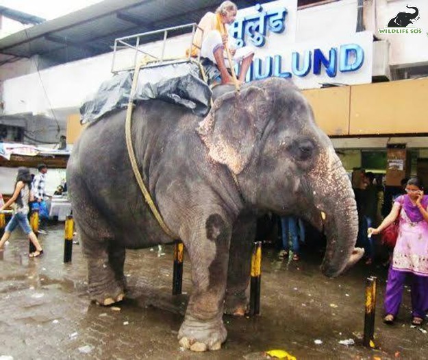 Laxmi was an 18-year-old begging elephant when we first caught wind of her. [Photo (c) Wildlife SOS]