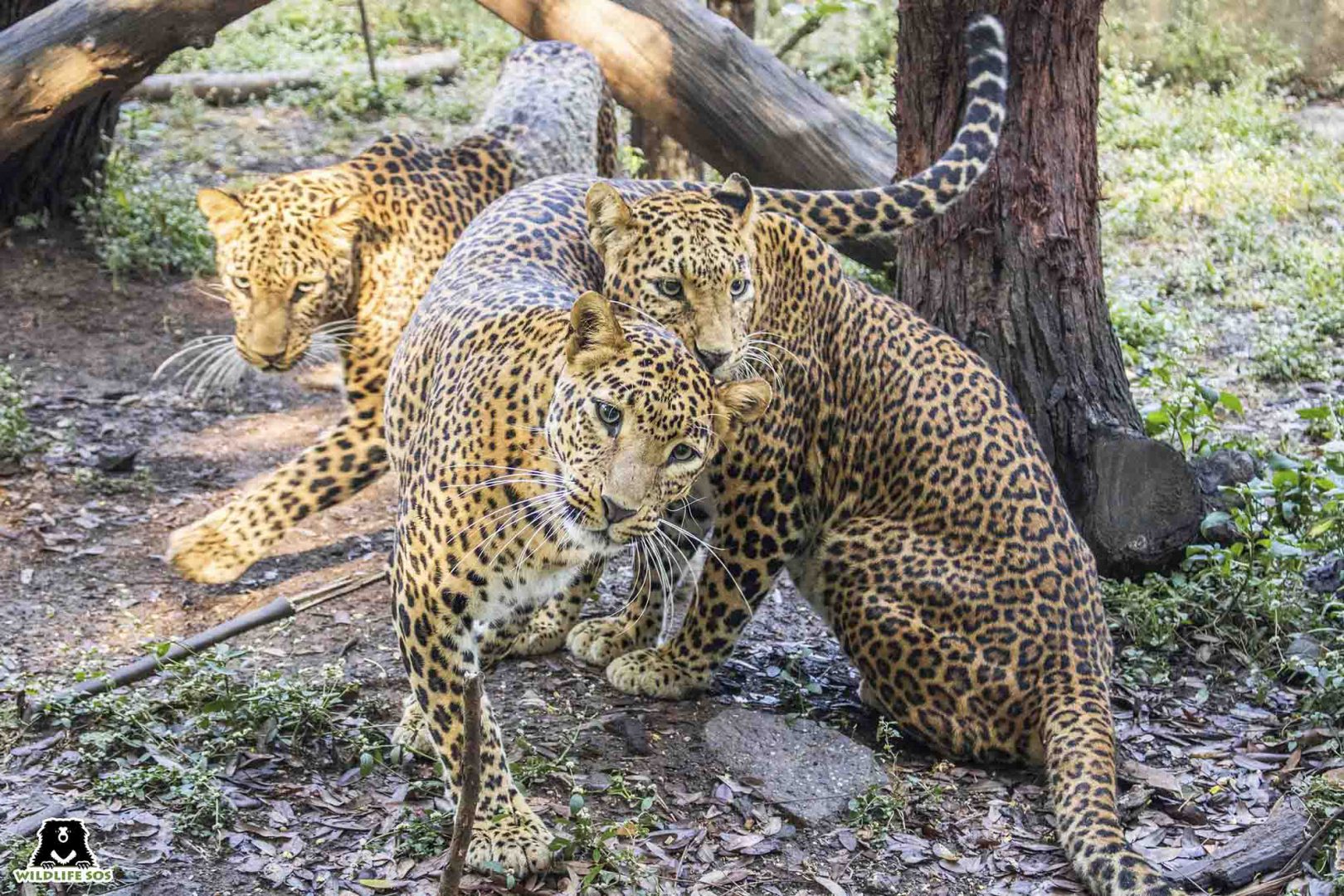 Leopard trio Asha Usha Nisha at the Wildlife SOS Leopard Rescue Centre