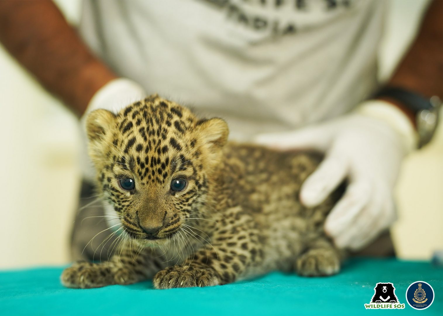 How Do Leopards Communicate? - Wildlife SOS