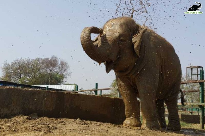 Enjoying a mud bath after some time in the pool. [Photo (c) Wildlife SOS]