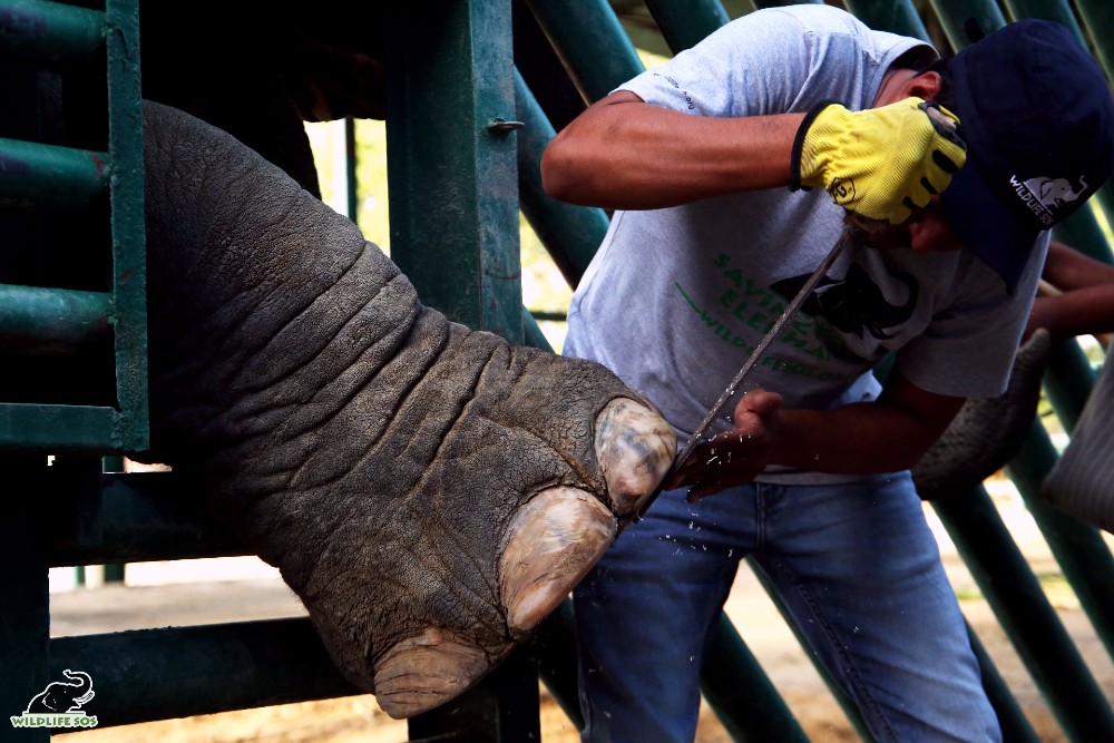 Laxmi is quite the pro at presenting her feet for treatments and pedicures. [Photo (c) Wildlife SOS/Mradul Pathak]