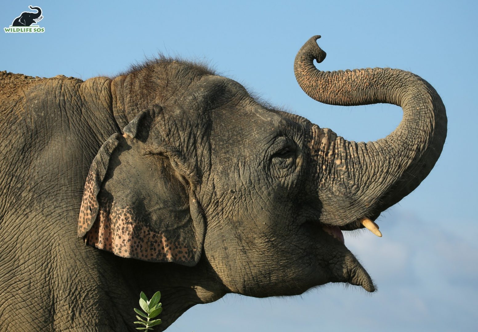 Let us trace the journey of the lively Laxmi! [Photo (c) Wildlife SOS/Mradul Pathak]