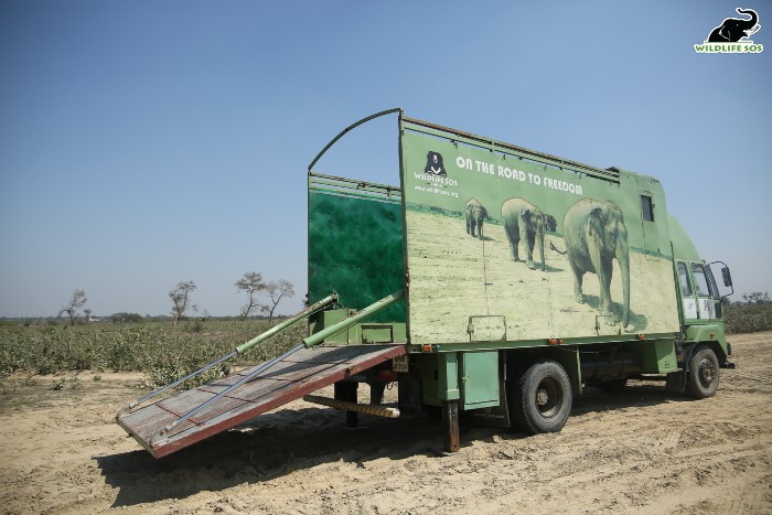 The Elephant Ambulance was designed keeping in mind the challenged faced during Laxmi's rescue. [Photo (c) Wildlife SOS/Mradul Pathak]