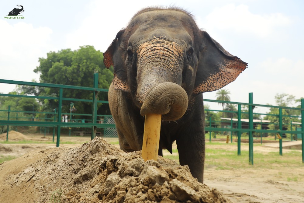 Laxmi spends some time playing with her bamboo enrichments. [Photo (c) Wildlife SOS/Mradul Pathak]