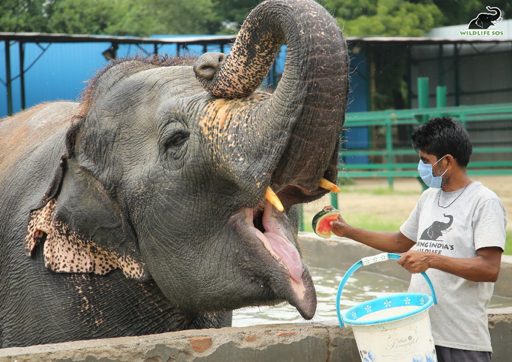 If it were up to Laxmi, she would switch to an all-watermelon diet! [Photo (c) Wildlife SOS/Mradul Pathak]