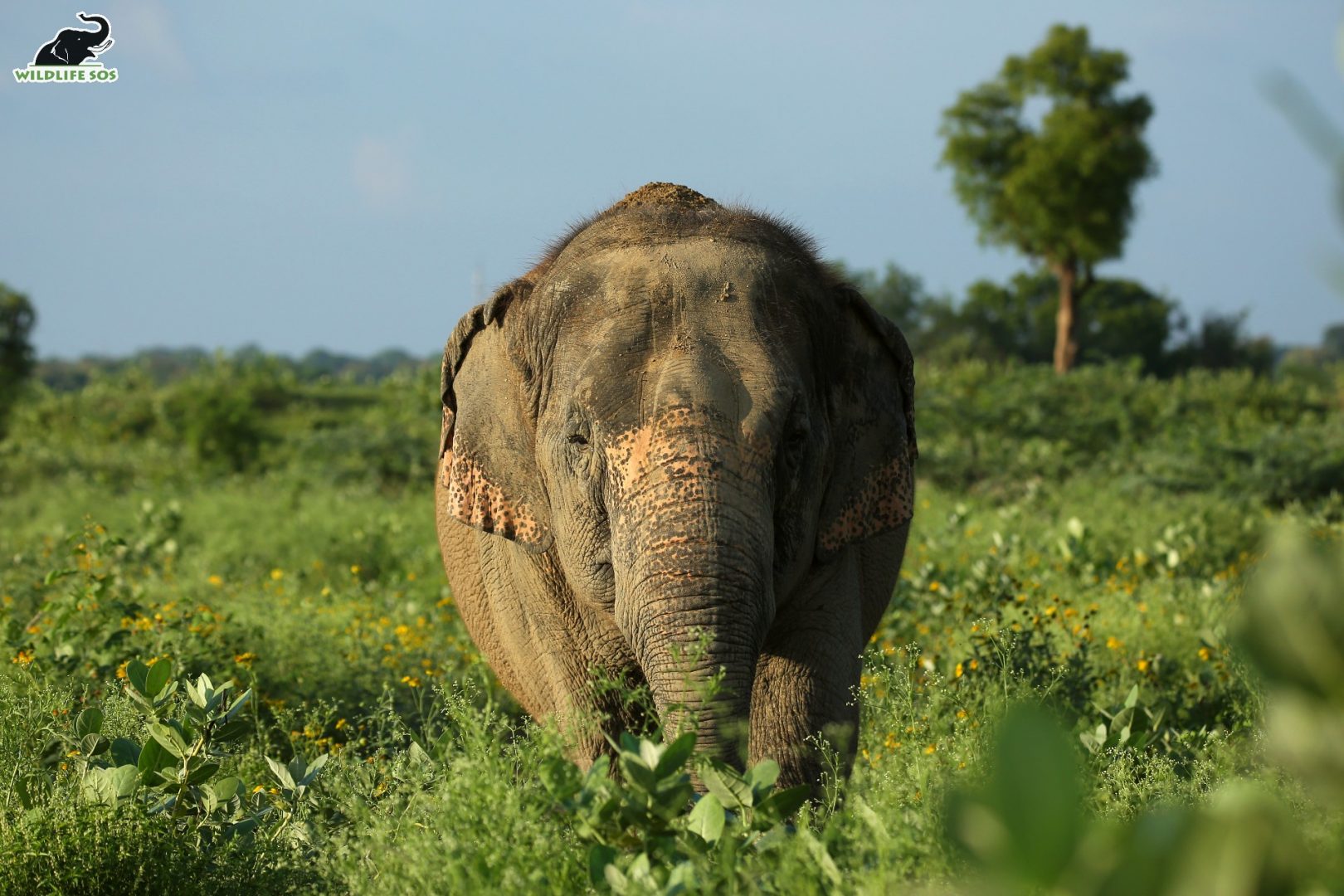 The veterinarians charted out a proper diet plan to help Laxmi reduce the strain on her limbs and joints. [Photo (c) Wildlife SOS/Mradul Pathak]