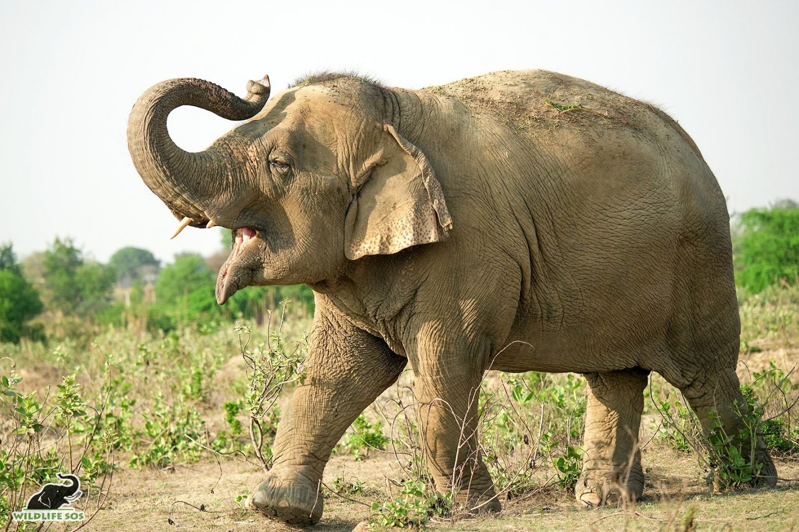 Laxmi's walkathon helped us raise funds to support the care and medical needs of our rehabilitated elephants! [Photo (c) Wildlife SOS/Mradul Pathak]