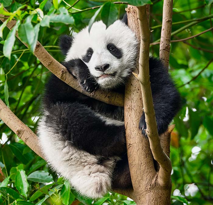 https://wildlifesos.org/wp-content/uploads/2023/07/giant-panda-bear-in-china-2021-08-26-22-58-24-utc_700px.jpg