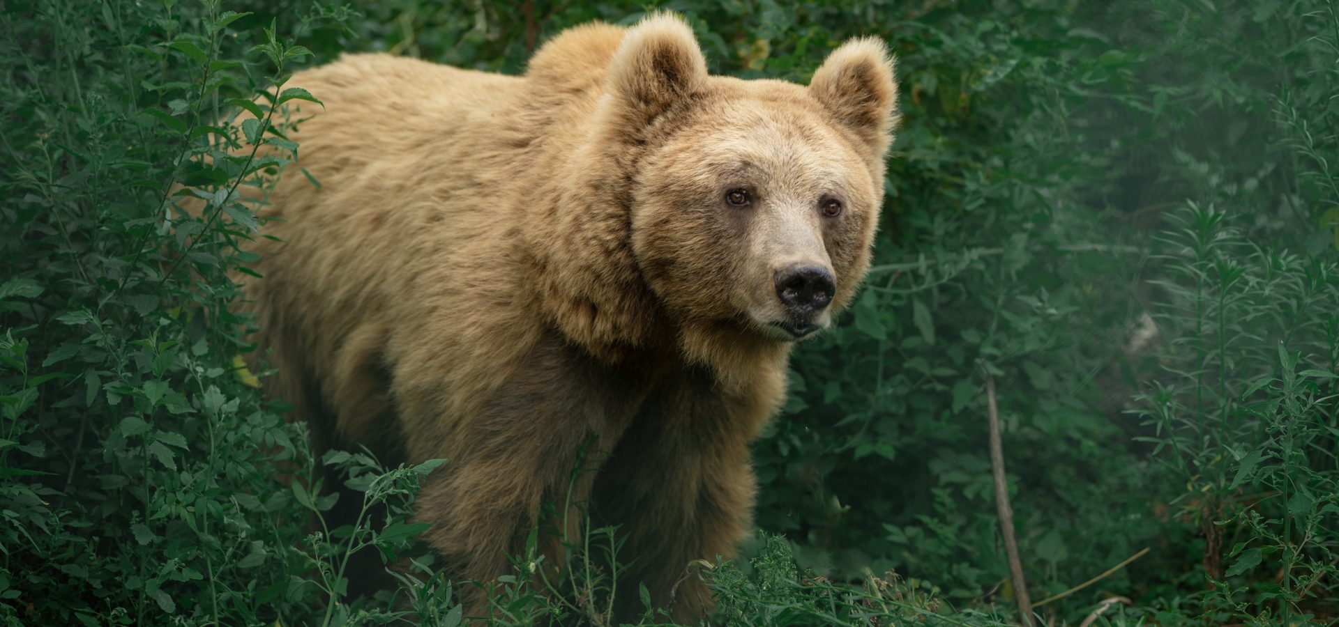 Brown Bears Of The World: Grizzly Present, Ominous Future? - Wildlife SOS