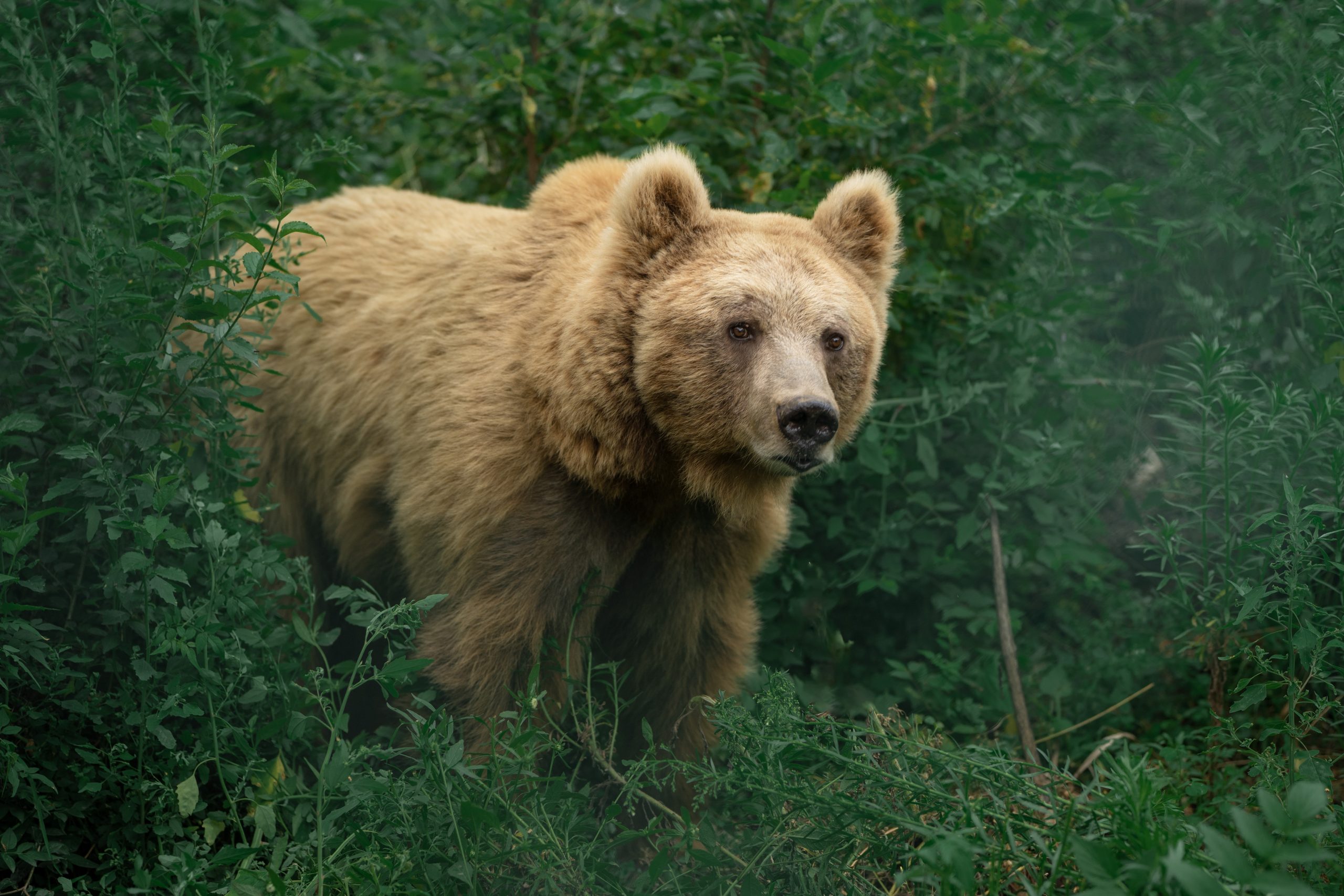 Brown Bears, Nature