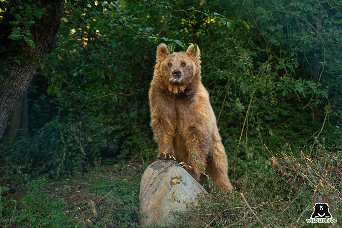 Himalayan brown bear Sebastian's enclosure mimics his natural environment