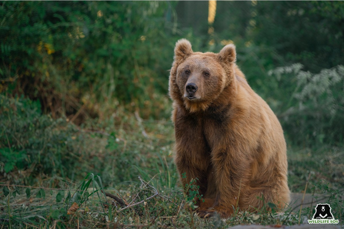 Himalayan brown bear Sebastian sitting in his enclosure