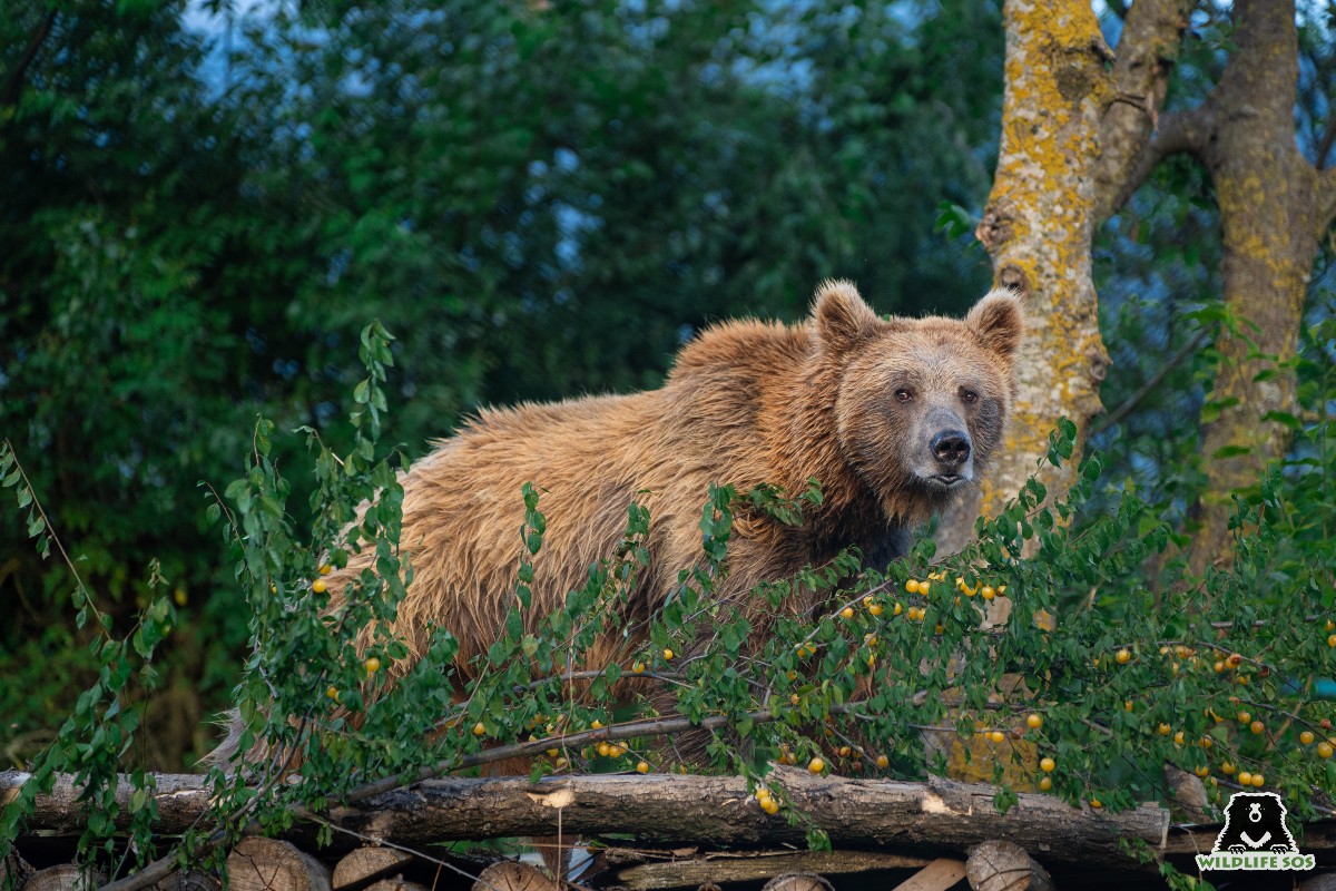 Himalayan brown bear Sebastian on his favourite structural enrichment- the wooden platform