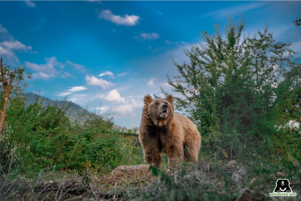 Himalayan brown bear Sebastian in his enclosure surrounded by fruit-laden trees