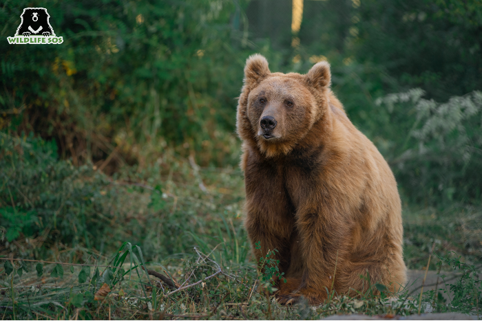 Brown Bears Of The World: Grizzly Present, Ominous Future? - Wildlife SOS