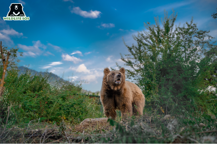 Brown Bears Of The World: Grizzly Present, Ominous Future? - Wildlife SOS