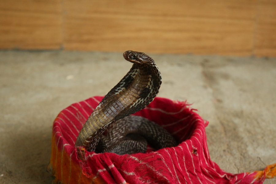 Decoding Snake Venoms - Wildlife SOS