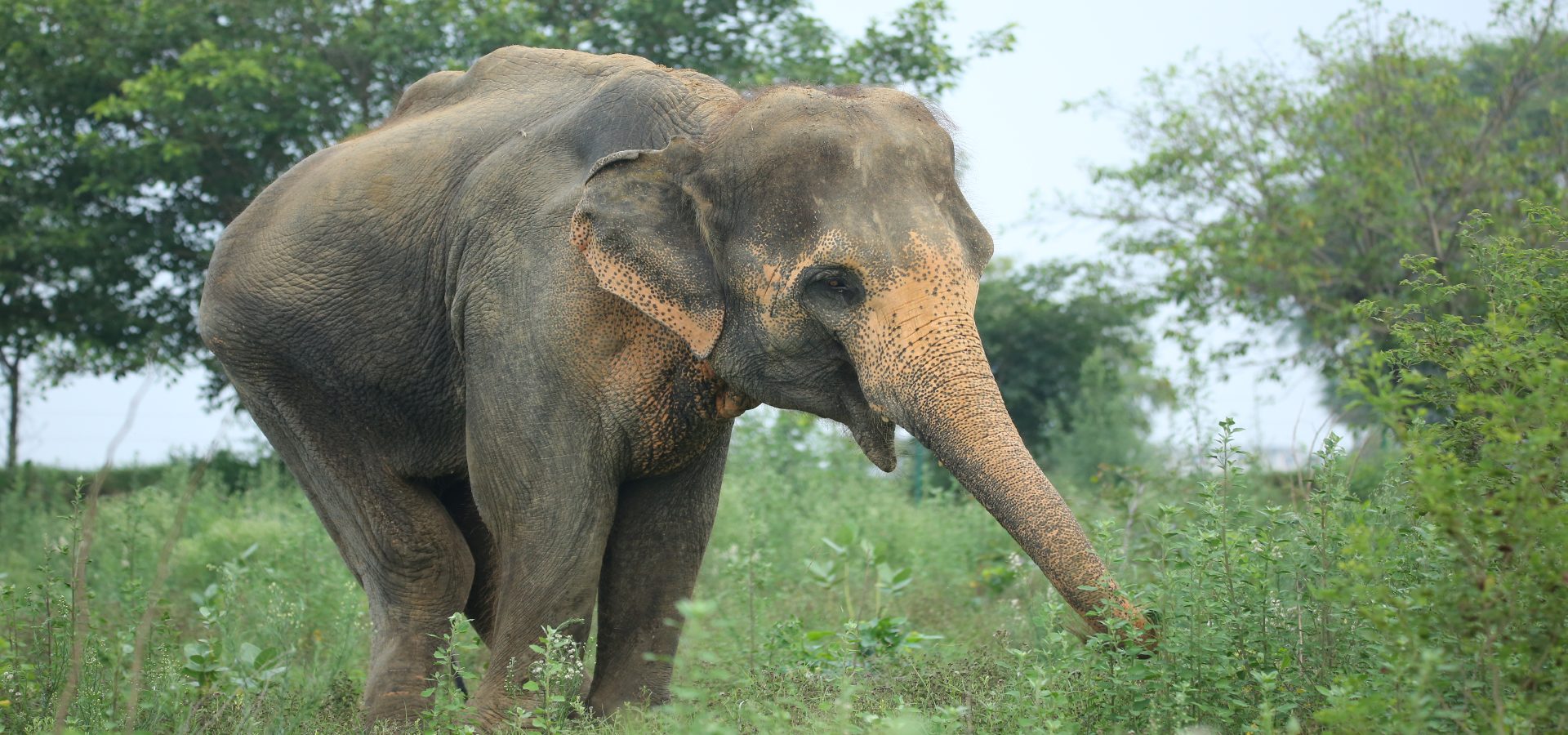 Trunk Tales: The Remarkable Resilience Of Lakshmi - Wildlife SOS