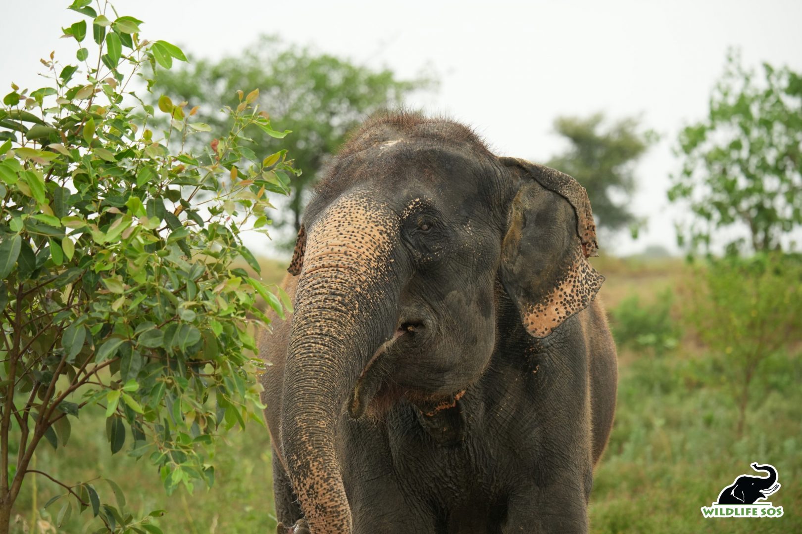 A Keystone Species – The importance of elephants on the ecosystem