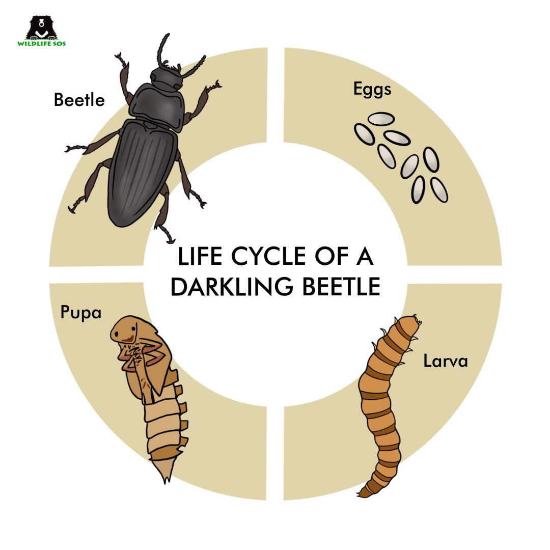 darkling beetles life cycle