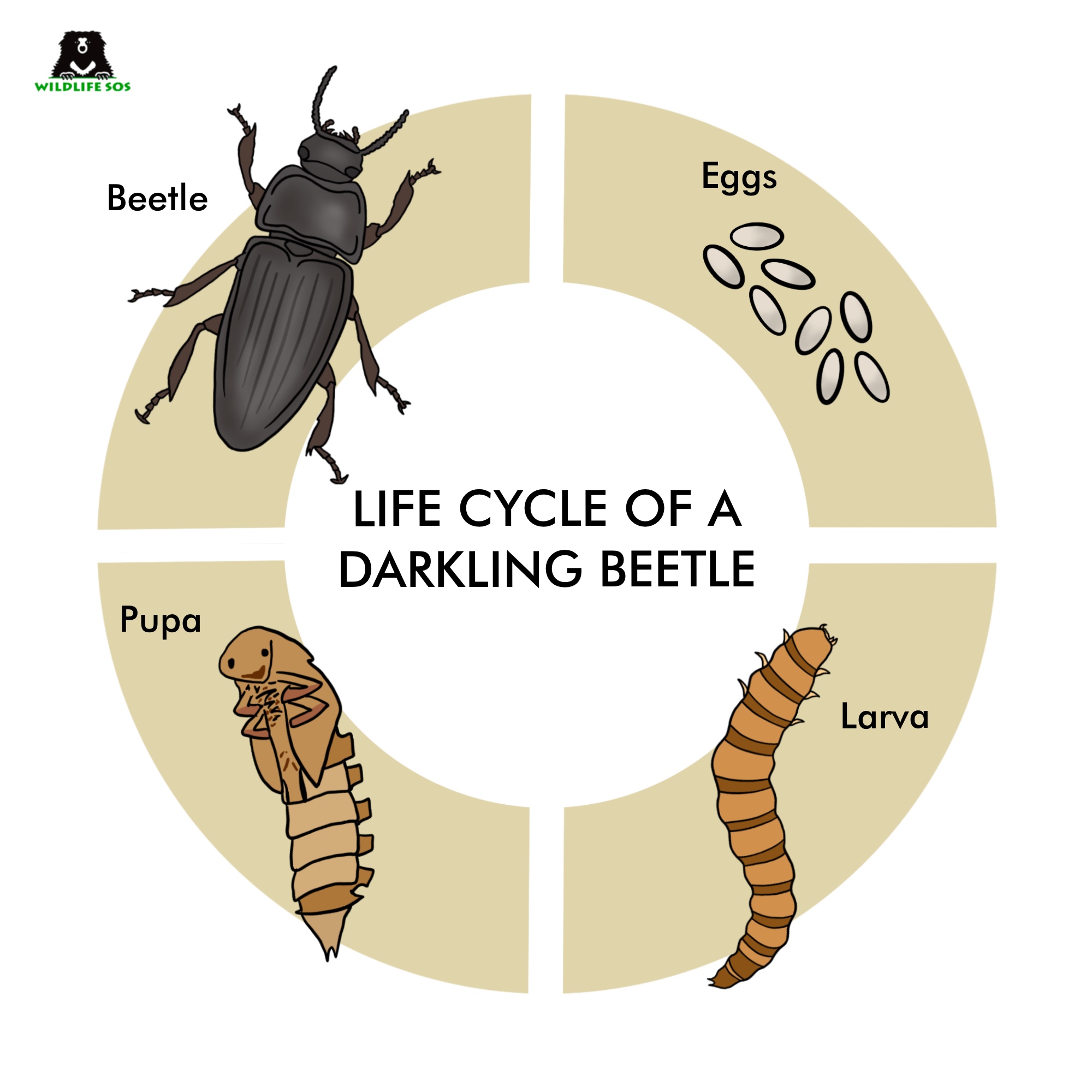 Rearing Nutritious Insects For Sloth Bears - Wildlife SOS