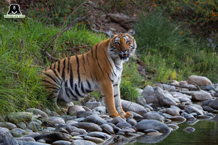 Big Cat Coats