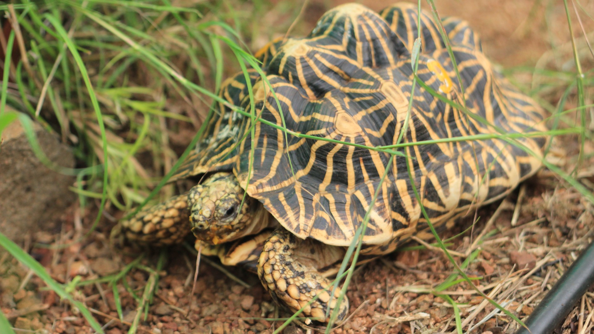 A Star-Studded Problem - Wildlife SOS