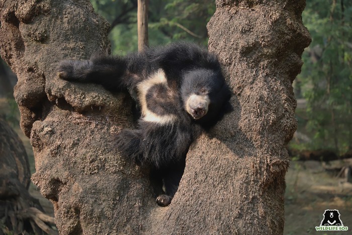 Rescued sloth bear Rose on a tree in her enclosure