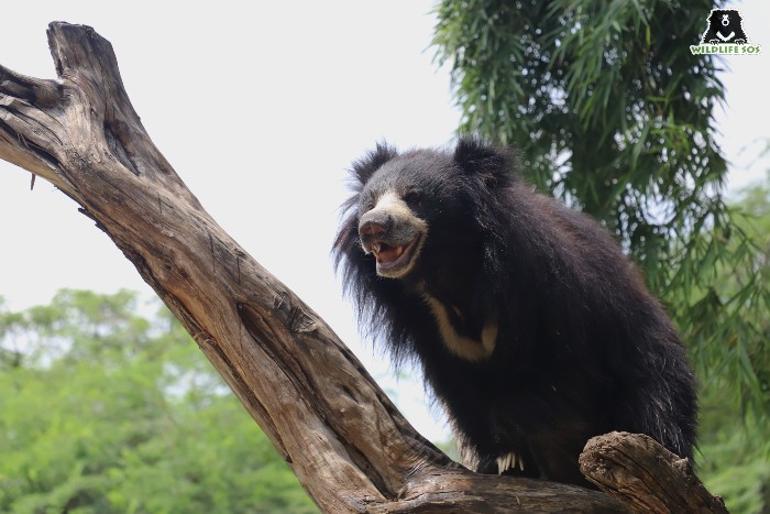 Rescued sloth bear Rose climbing a tree, part of the natural enrichment in her field 