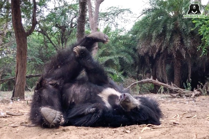 Sloth bear Rose playing around in her enclosure