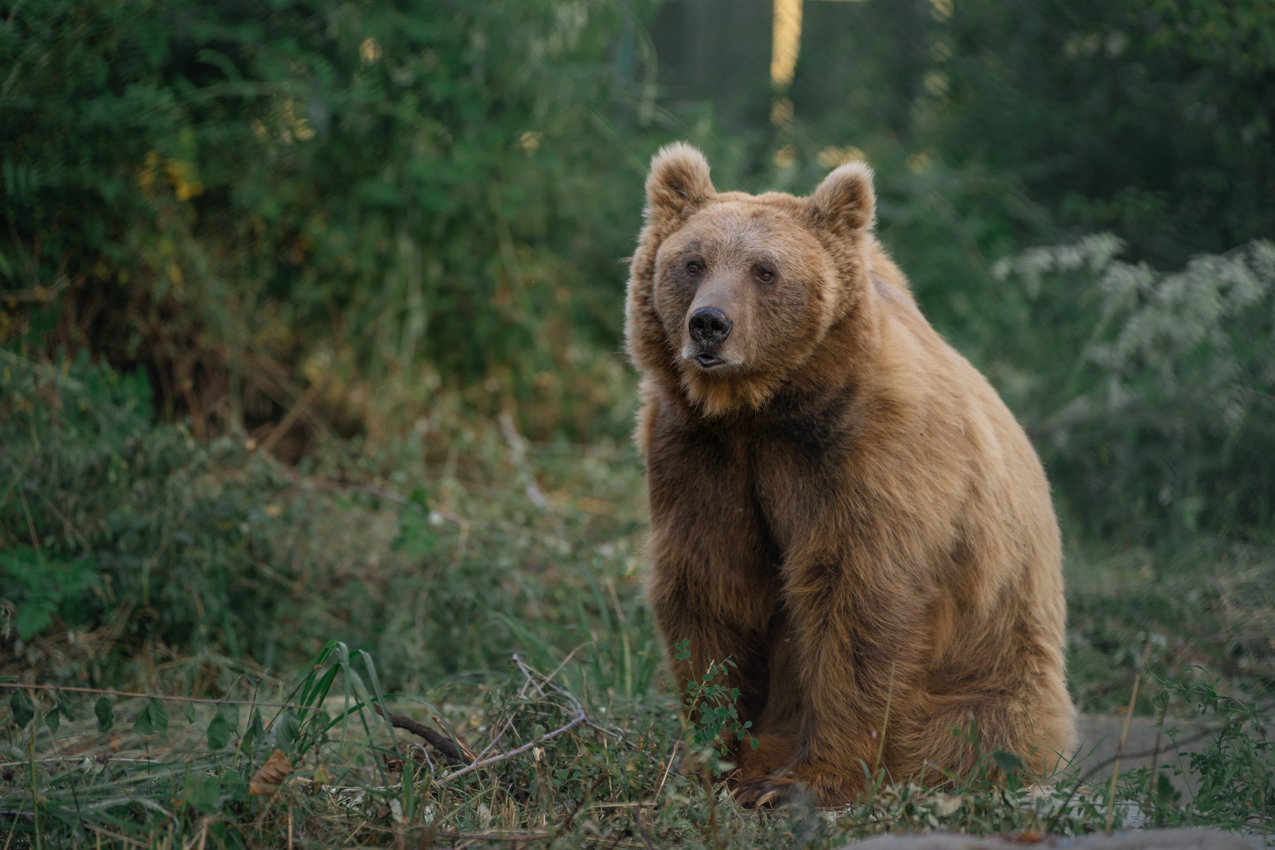 Brown Bears, Nature