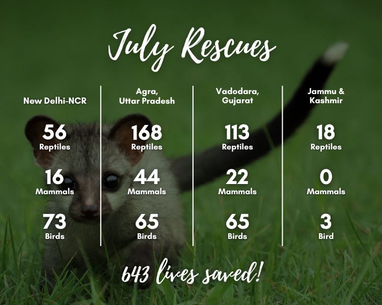 Graphic for the number of rescues that happened in the month of July